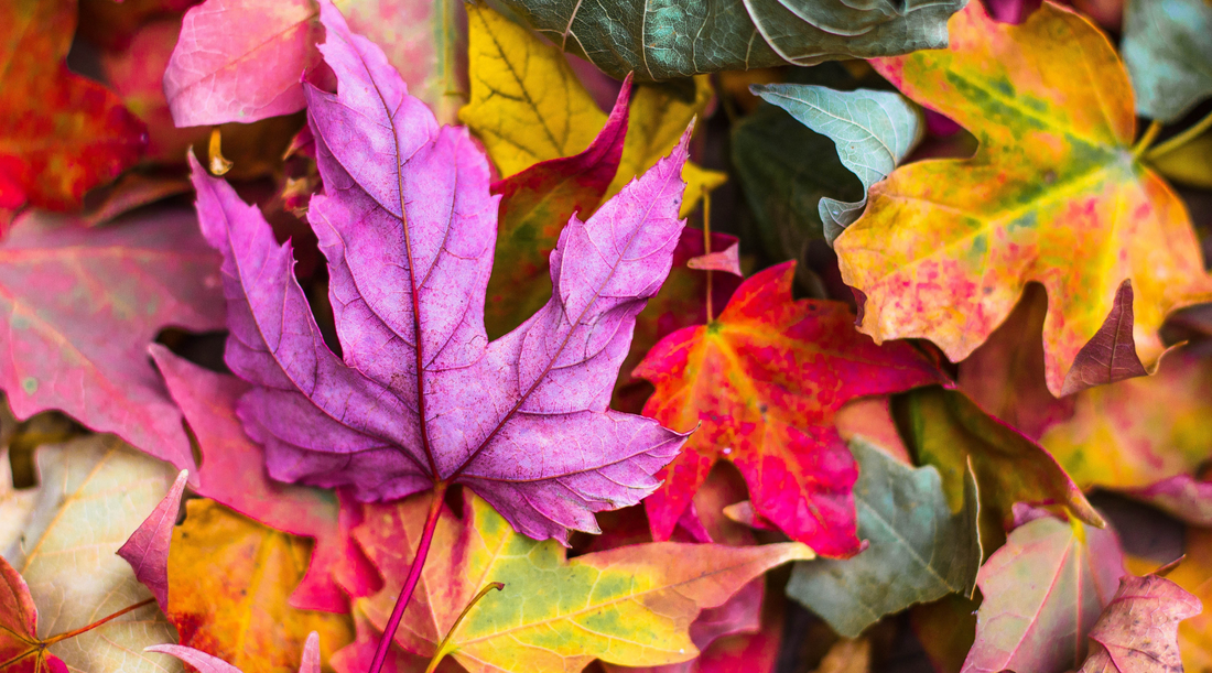 Get Glowy Skin this Autumn | Blend Skin | Australian Skincare